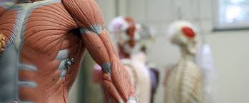 Anatomy